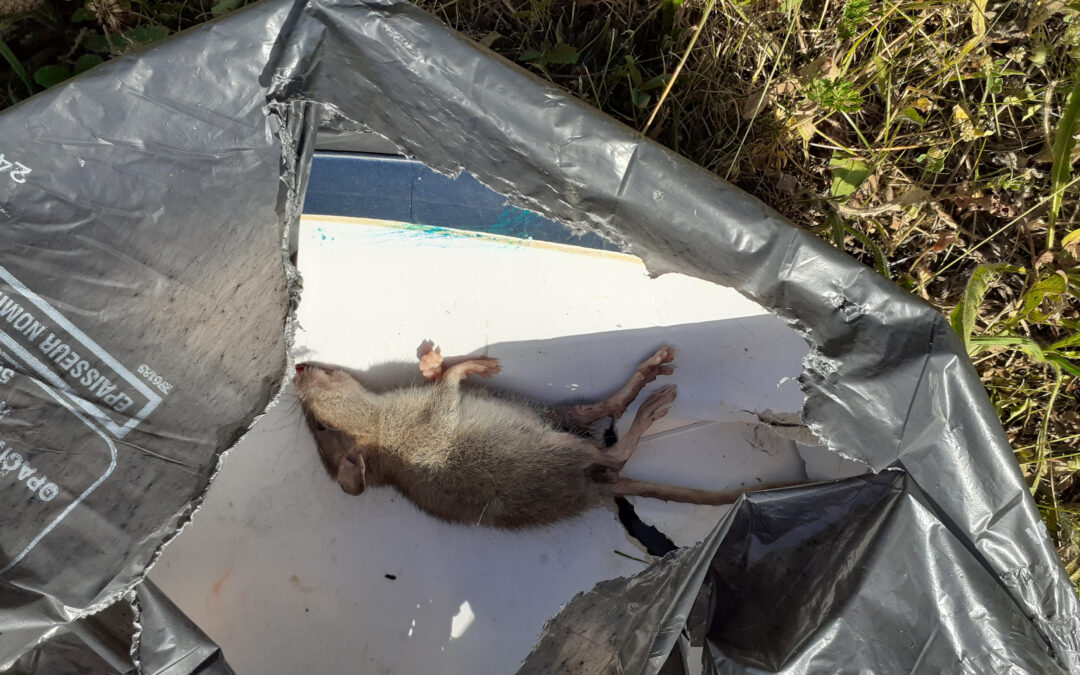 Zoom sur les rats : des rongeurs envahissants