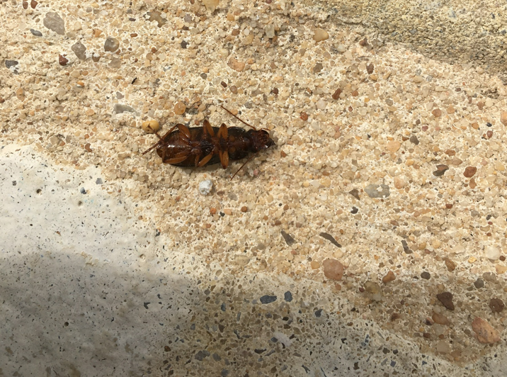 Ce qu'il faut savoir sur les blattes et cafards pour mieux lutter 