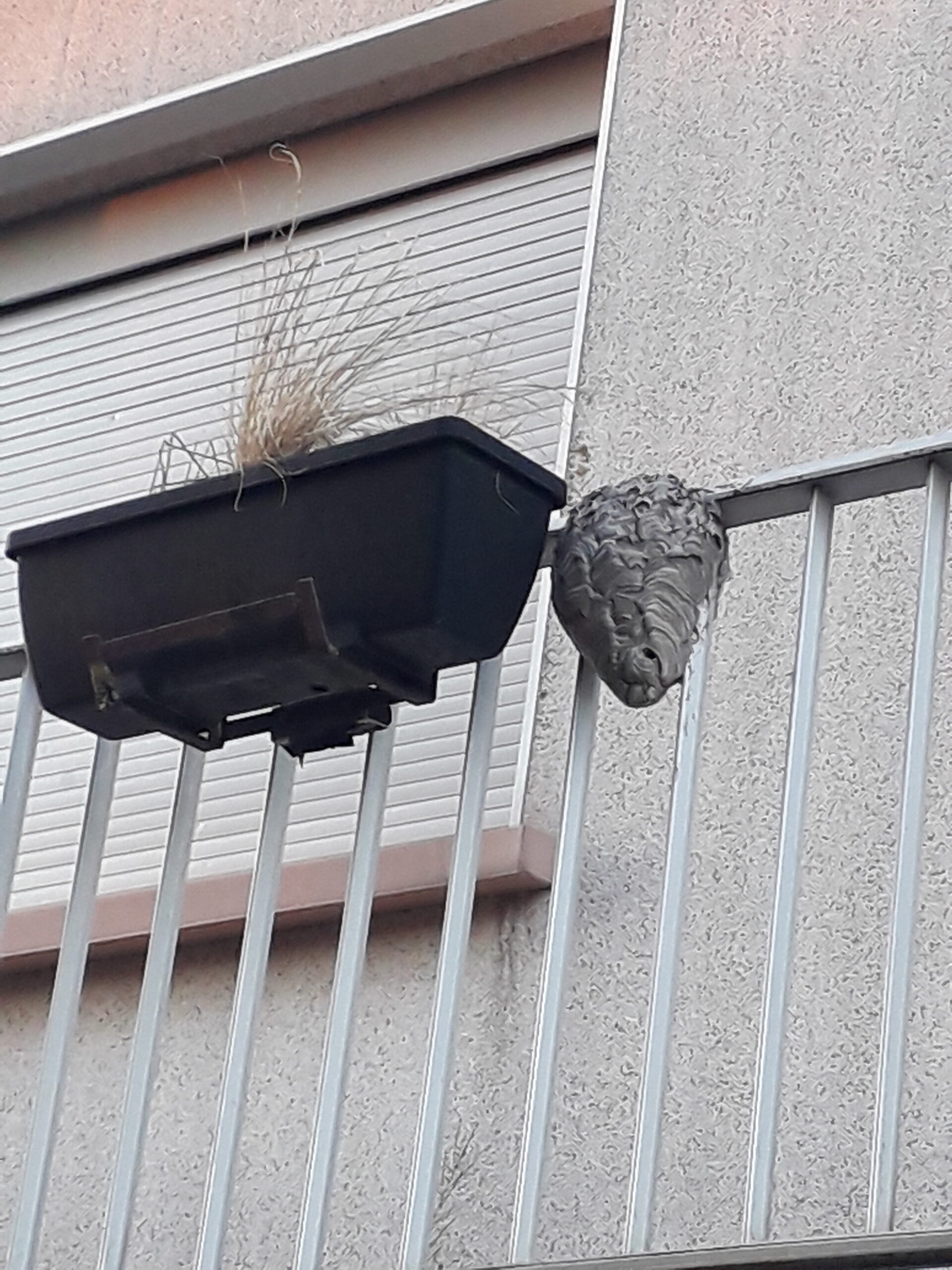 découvrez les nuisibles les plus communs qui peuvent attaquer nos maisons et jardins