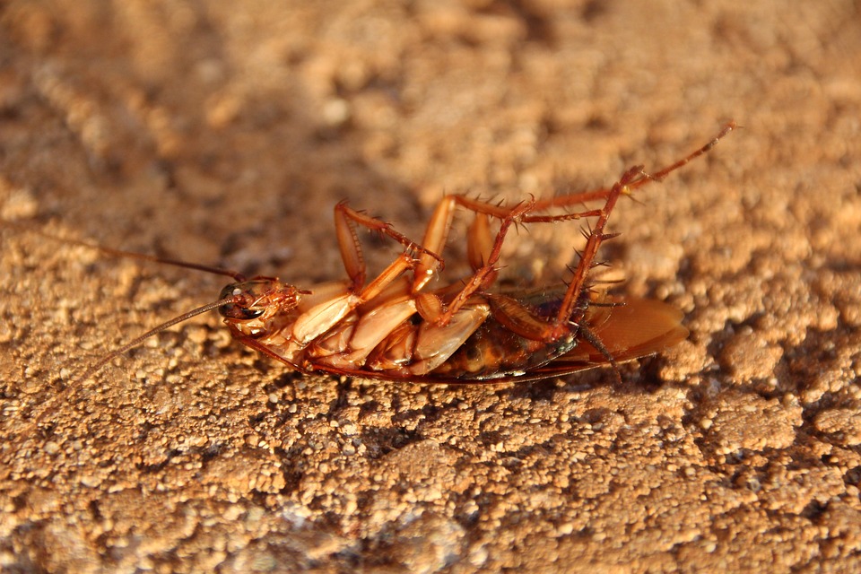 Tout savoir sur les cafards et les blattes : Identification, dangers et solutions