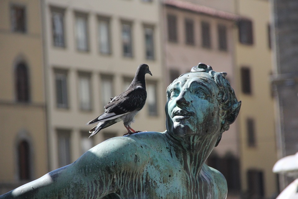 Pigeons : Enjeux et stratégies pour gérer ce fléau