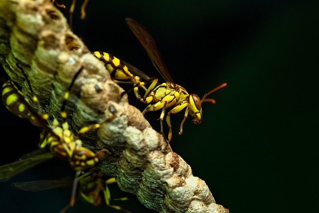 Zoom sur les guepes et frelons