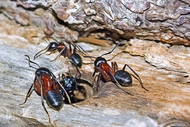 Fourmis charpentières