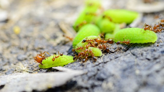 Fourmis de feu