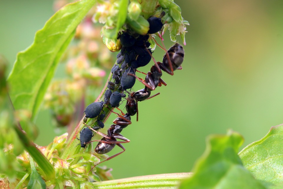 Fourmis pucerons