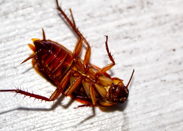 Comment reconnaître les signes d’infestation de cafards (blattes) pour s’en débarrasser efficacement ?