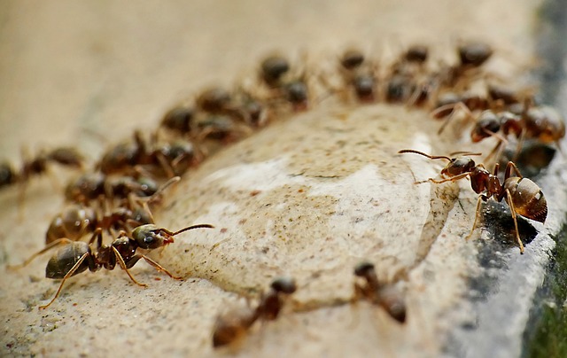 Les différents types et espèces de fourmis nuisibles: identification impacts et solutions-professionnelles