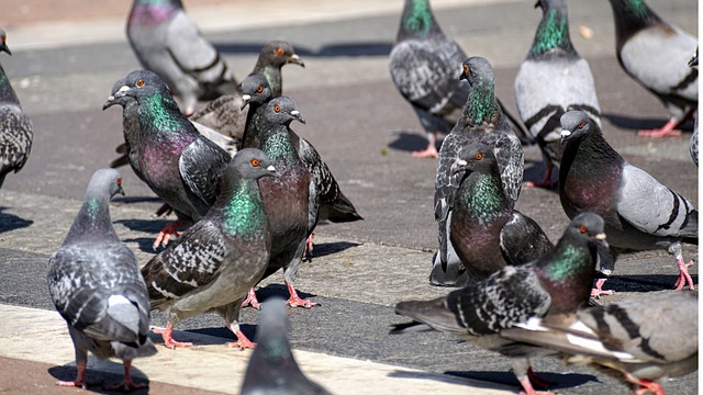 Les pigeons nuisibles : comment les éloigner et prévenir leur présence ?