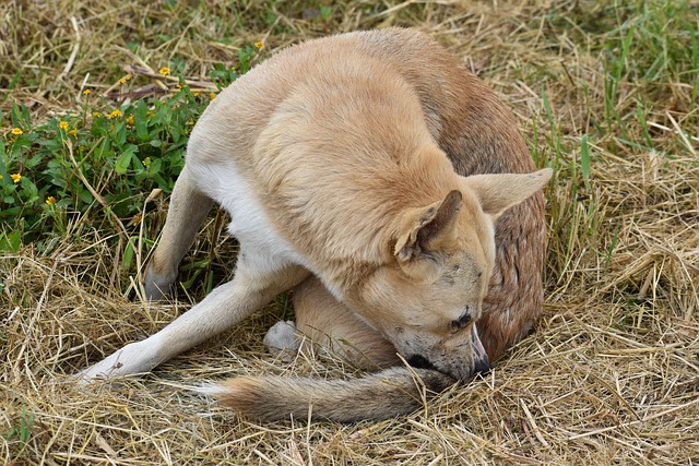 Infestation de puces chez les animaux domestiques