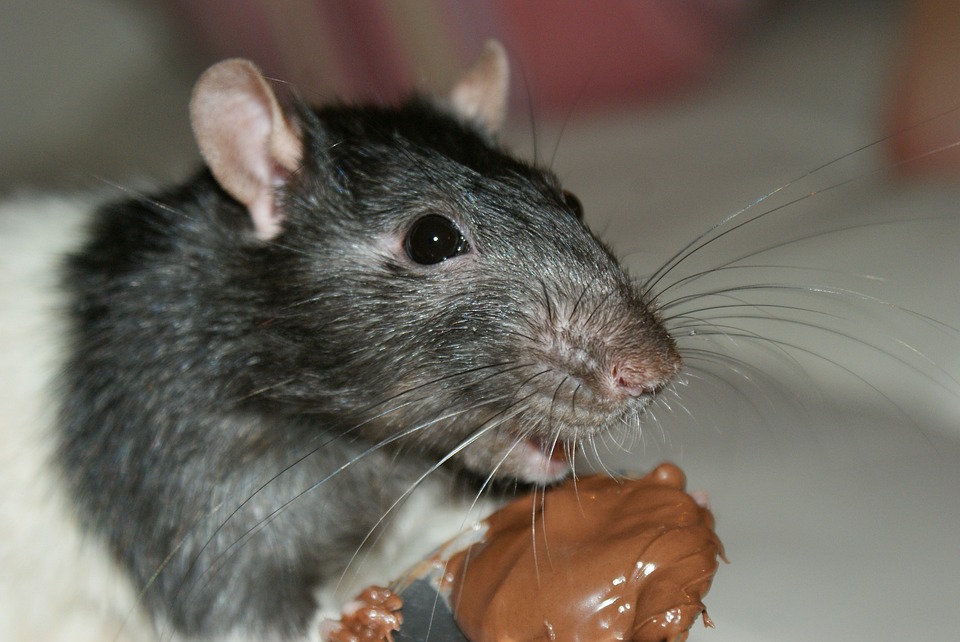 Des rats dans les locaux professionnels : Quelles Les conséquences ? Comment prévenir et gérer les infestations ?