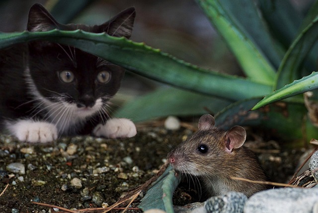 Tout savoir sur les souris