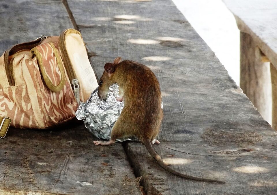 Greve éboueurs à Paris, 4e ville la plus infestée par les rats dans le monde