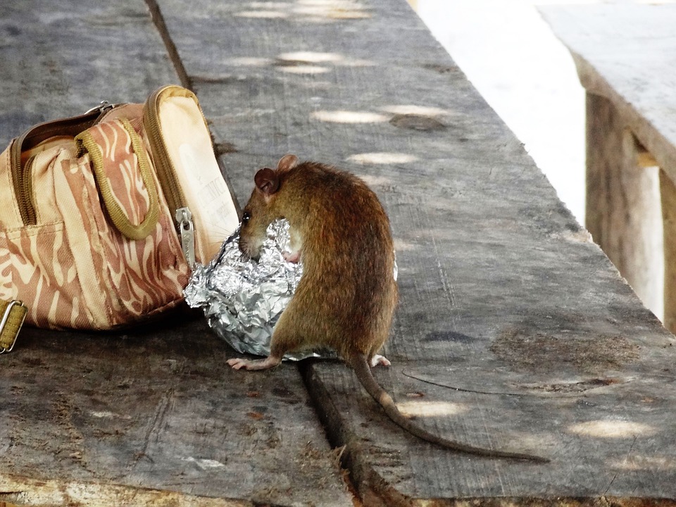 la grave des éboueurs à Paris et l'invasion de rats