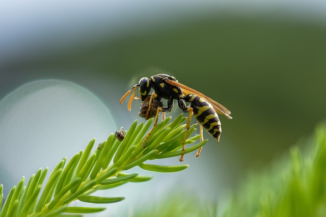 Dangers et impacts des piqûres de guêpes et frelons asiatiques : santé, environnement et agriculture