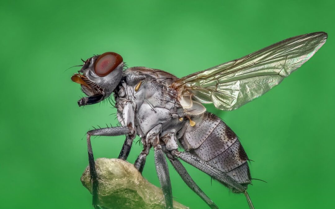 La mouche, une menace sous-estimée : Identification, prévention et traitement
