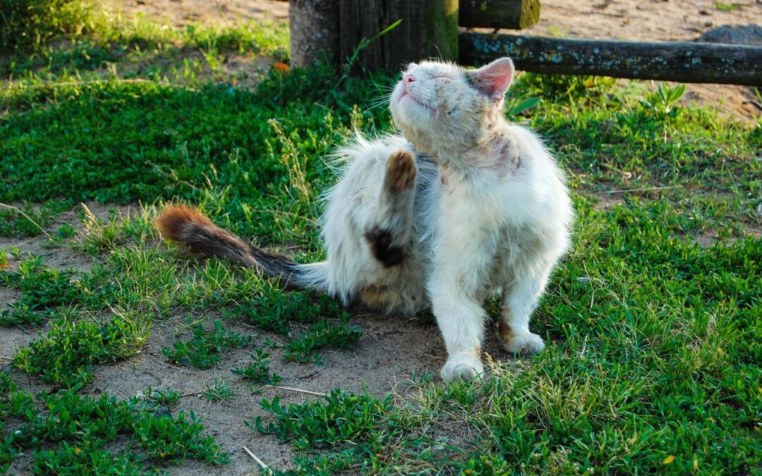 Tout ce que vous devez savoir sur les puces : types, signes d’infestation et méthodes de contrôle