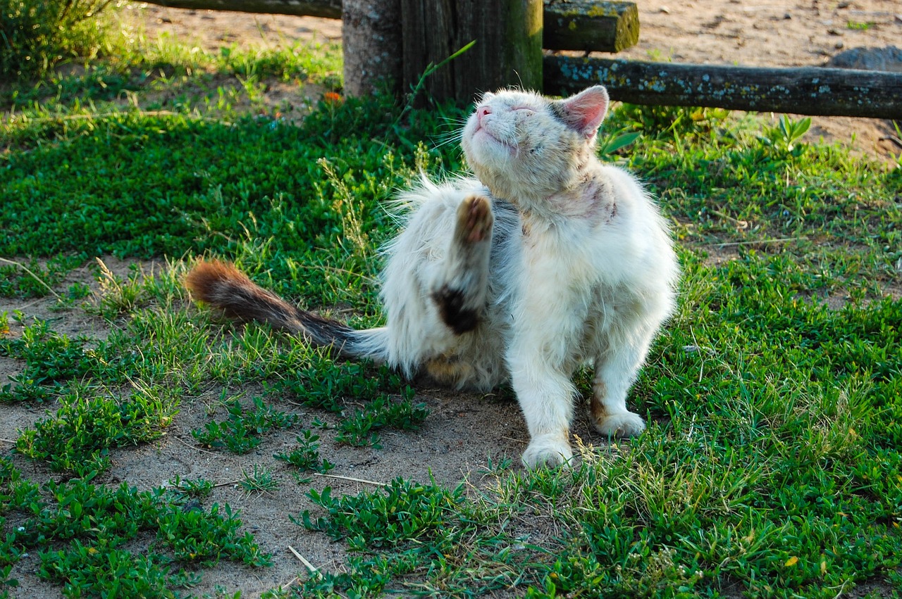 Puce de chat