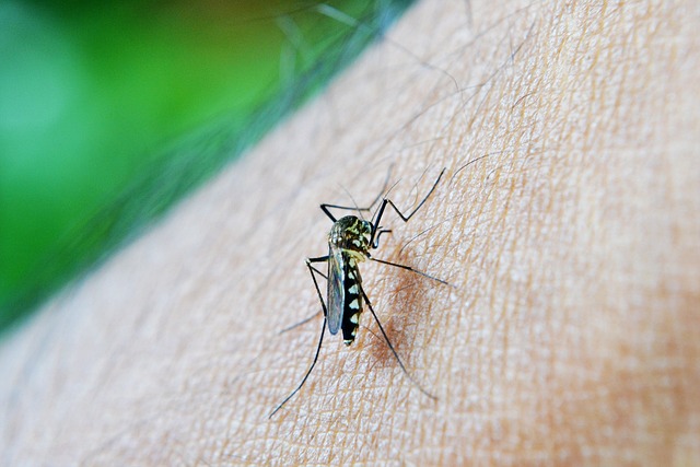 comment reconnaitre et se débarrasser des moustiques