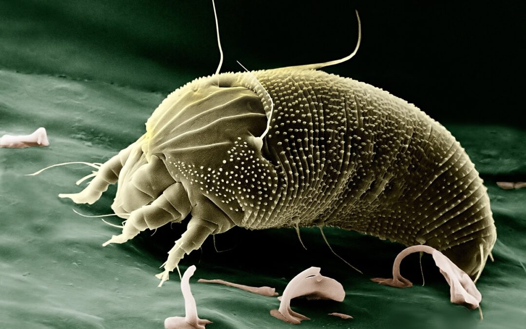 Mites: Reconnaître, identifier et éliminer ces insectes volants