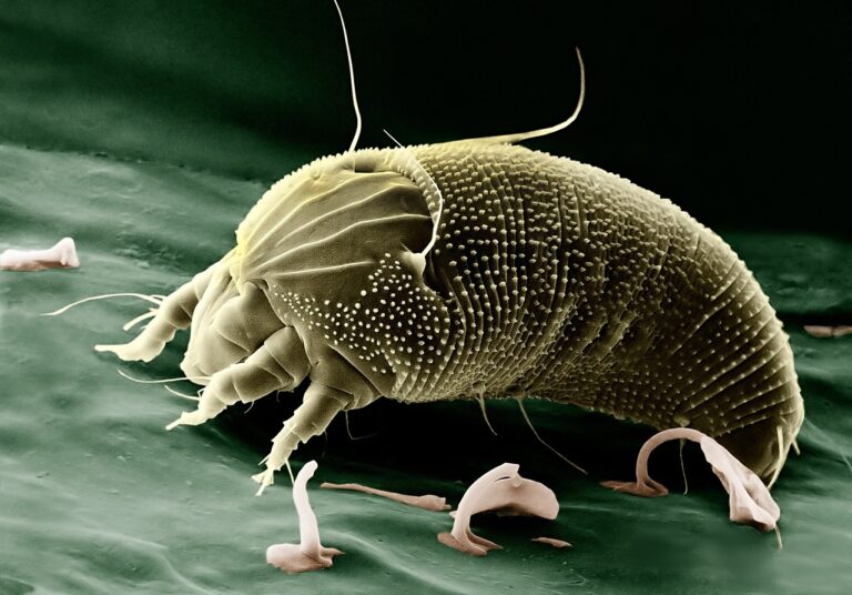 Mites: Reconnaître, identifier et éliminer ces insectes volants
