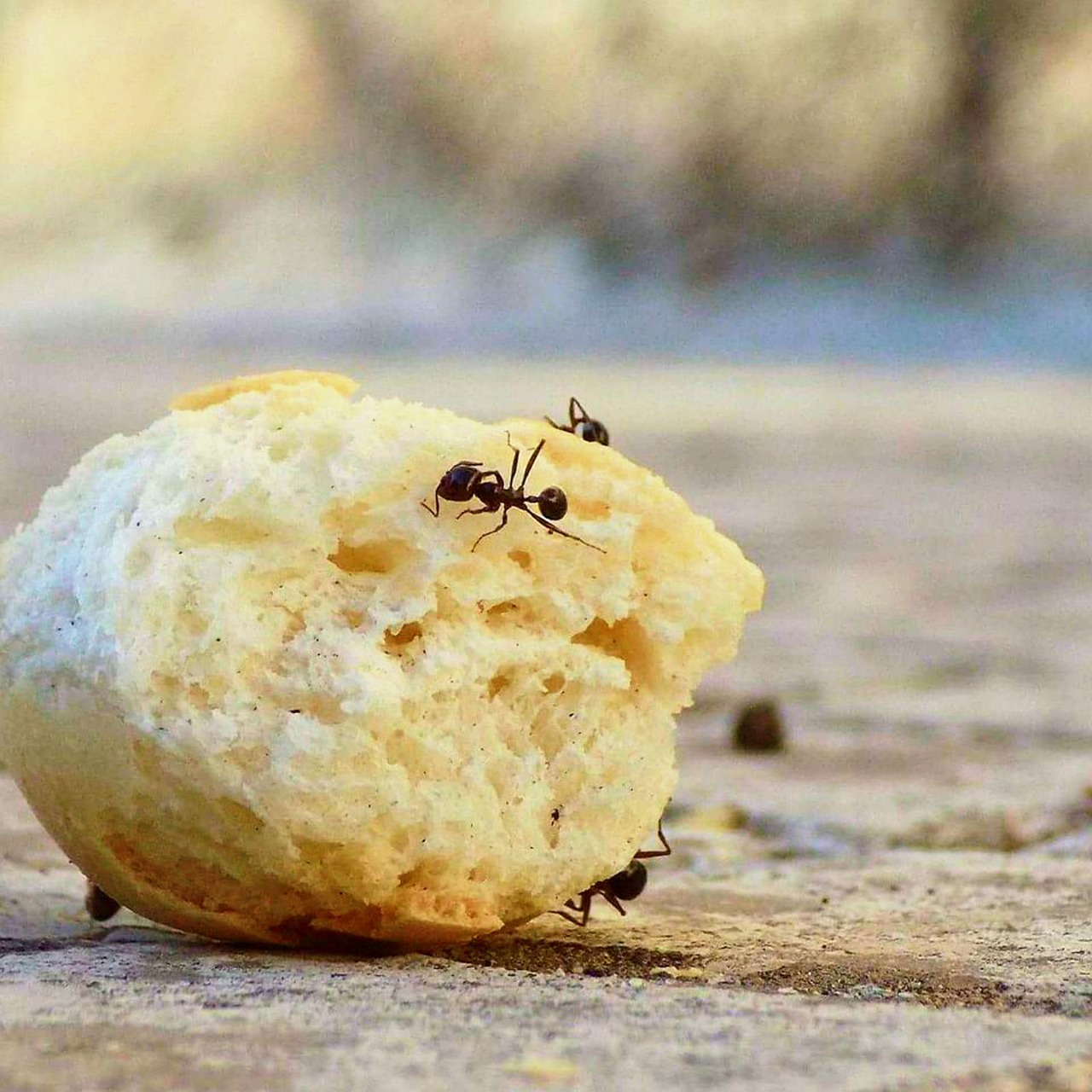 Comment se débarrasser des fourmis 10 astuces d'experts