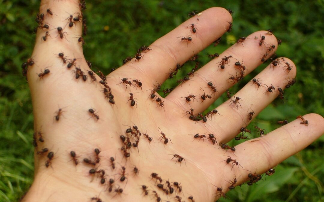 Comment gérer une infestation de fourmis nuisibles pendant les vacances d’été