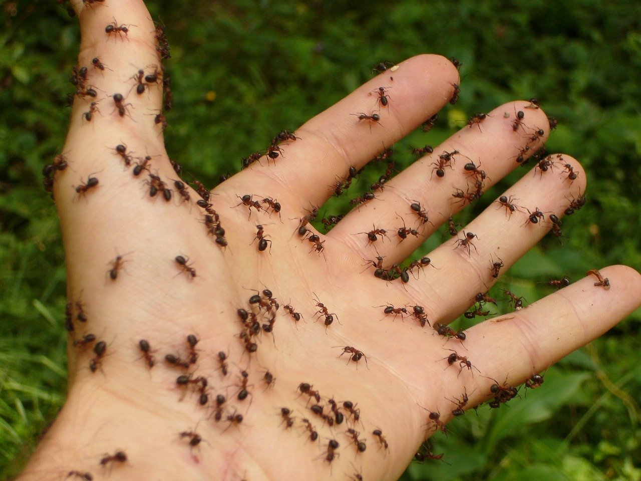 Fourmis en été : que faire