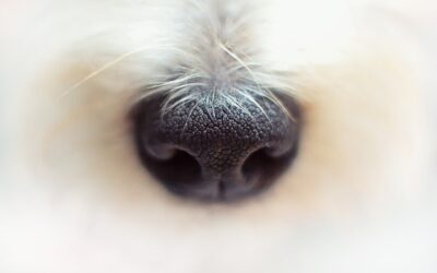 Détection canine des punaises de lit : Une approche innovante et efficace pour éradiquer les infestations