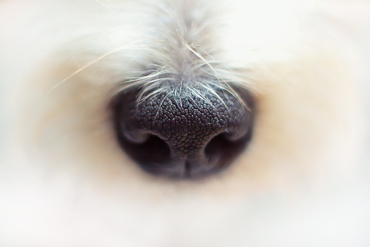 La détection canine pour les punaises de lit
