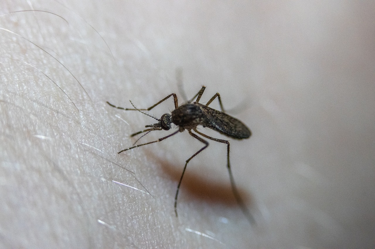 Les Moustiques et Vous Démystifier : les Victimes Préférées
