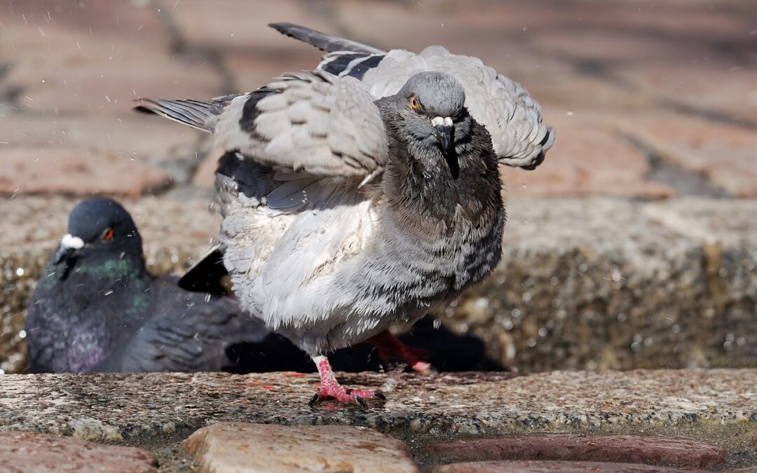 Pigeons en ville : quels risques pour l’homme et les bâtiments ?