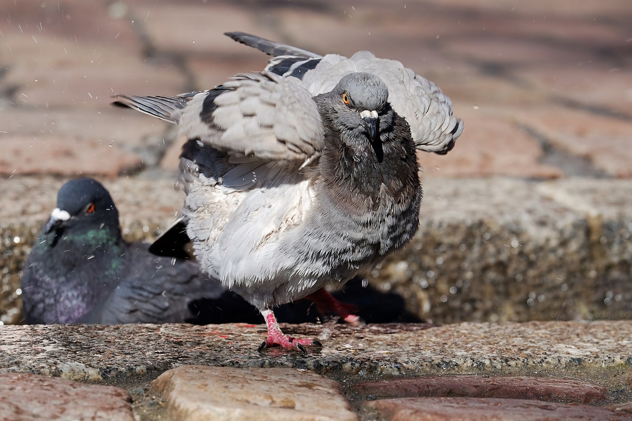 La Face Cachée des Pigeons : Risques et Dégâts