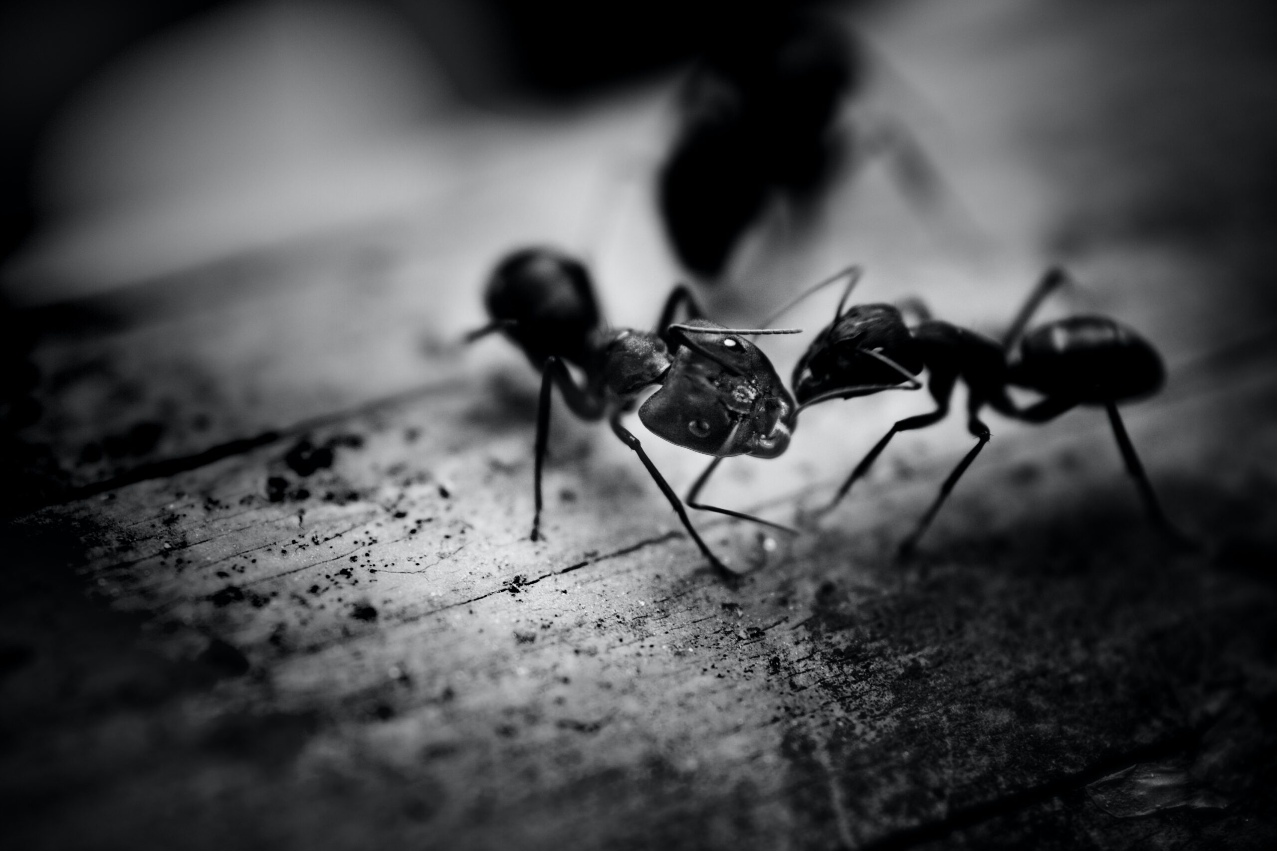 La Menace Rampante des Fourmis Charpentières