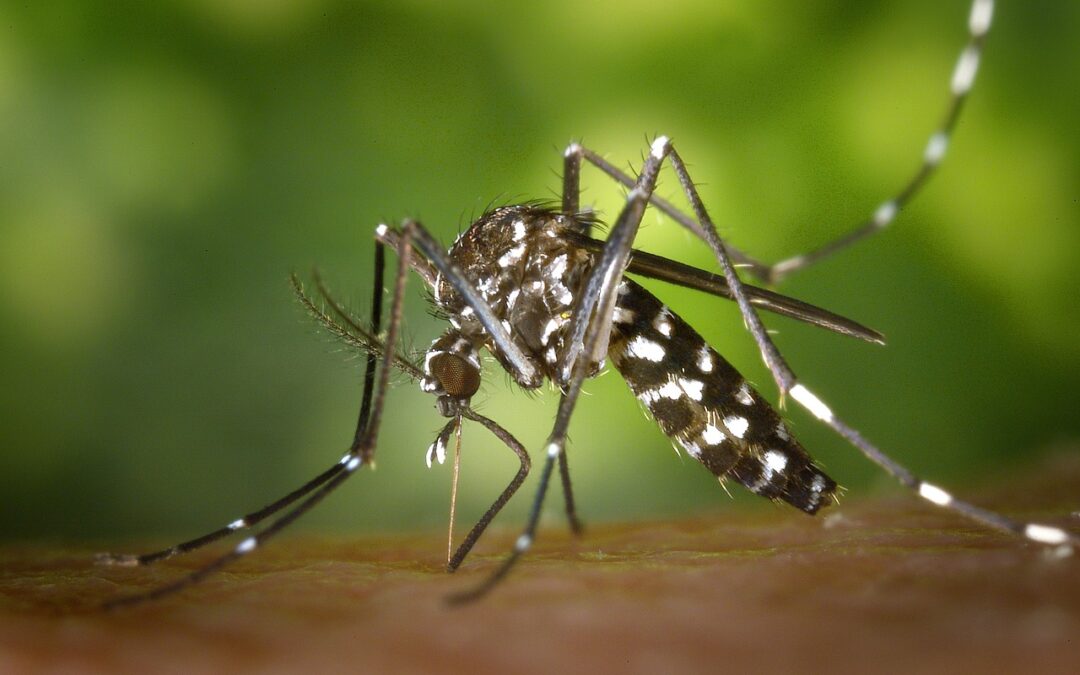 Les Moustiques Tigres : Reconnaître, Risques et Dangers, Solutions