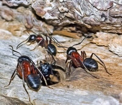 Fourmis-charpentieres