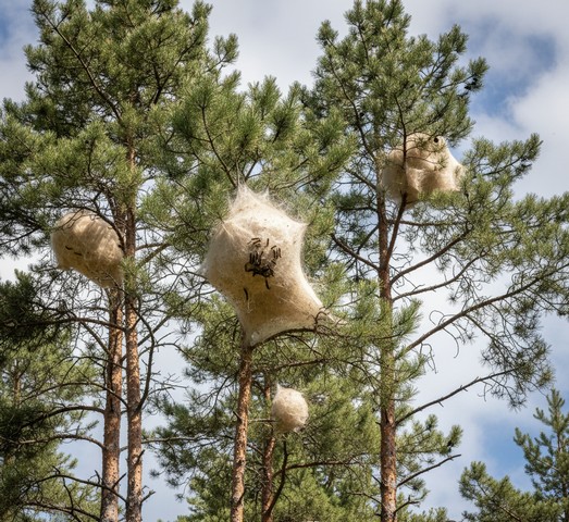 Nids soyeux visibles dans les pins