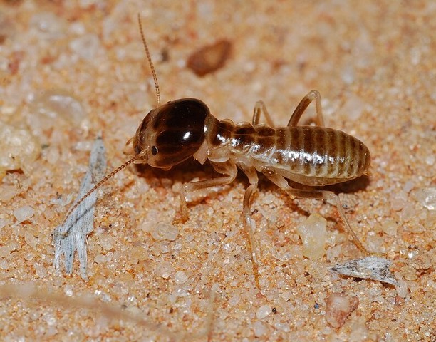 Termite