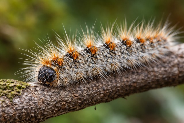 chenilles processionnaires