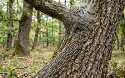 Chenille processionnaire du chêne : identifier et traiter