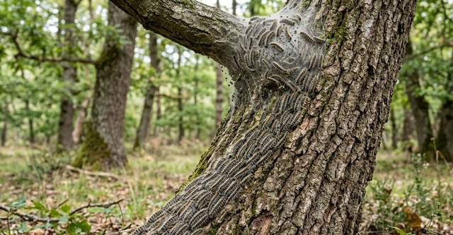 Chenille processionnaire du chêne Chenille processionnaire du chêne