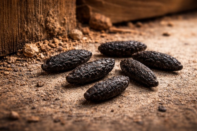 Crotte de rats Crotte de rats