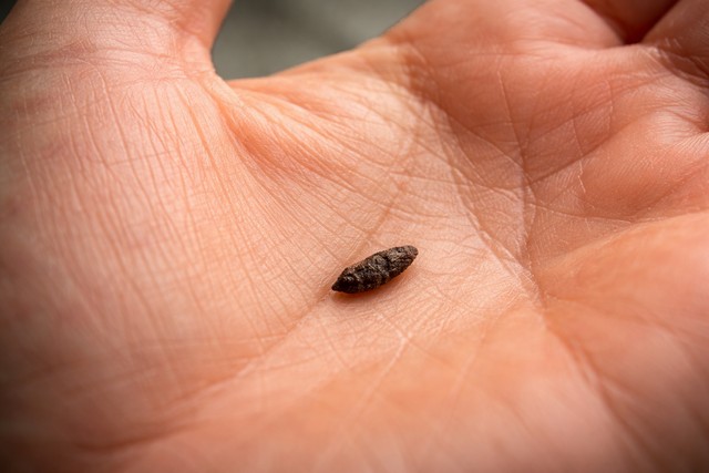 Crotte de souris dans la main