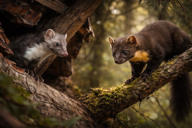 Fouine et martre Fouine et martre