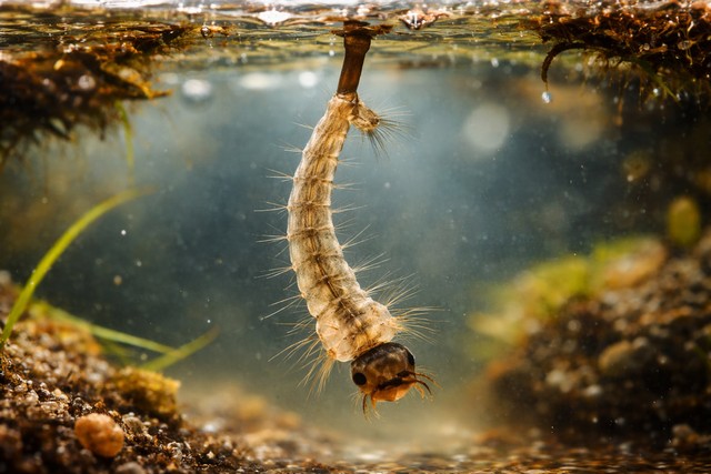 Larve de moustique Larve de moustique