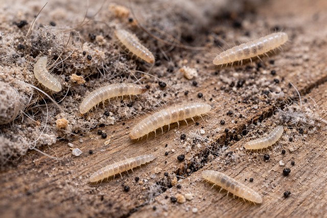 Larves de puce sur surface poussiéreuse
