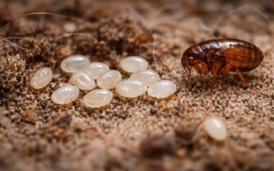 Œufs de puces : identification et élimination efficaces
