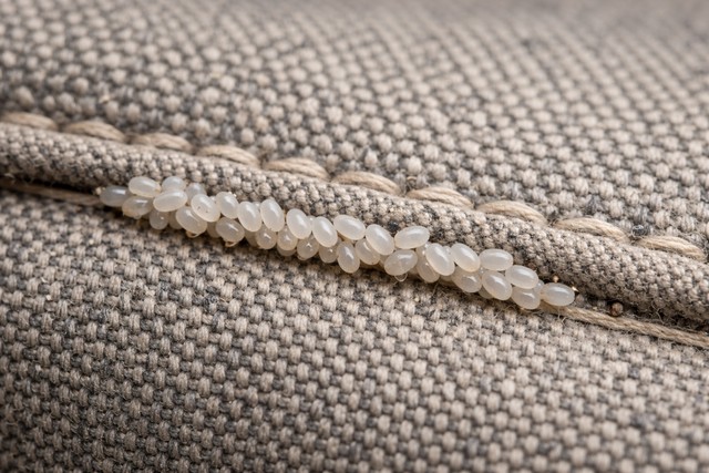 Œufs de punaises sur un coussin
