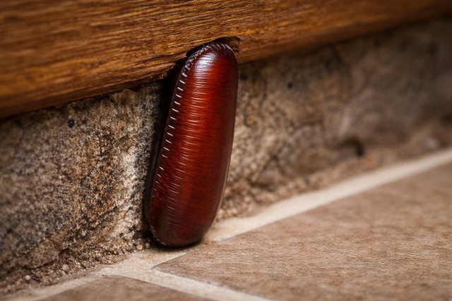 Oothèque blatte américaine