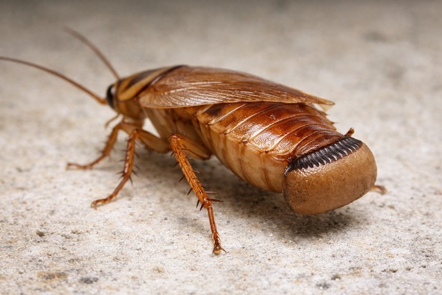 Oothèque blatte germanique