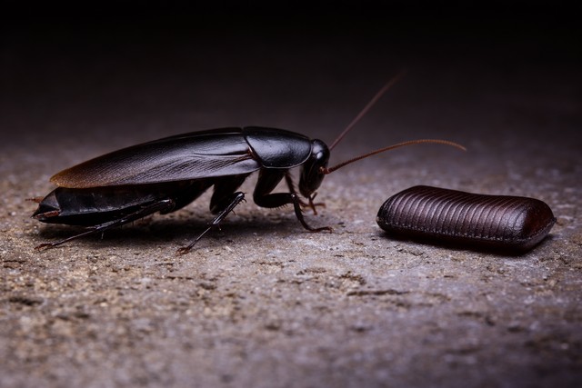 Oothèque blatte orientale